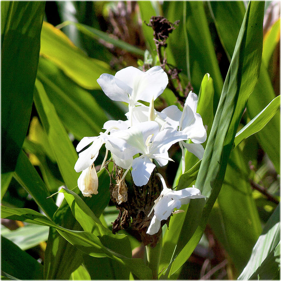 Watercolor Flower, White Ginger Lily 01, Rock Run, Florida