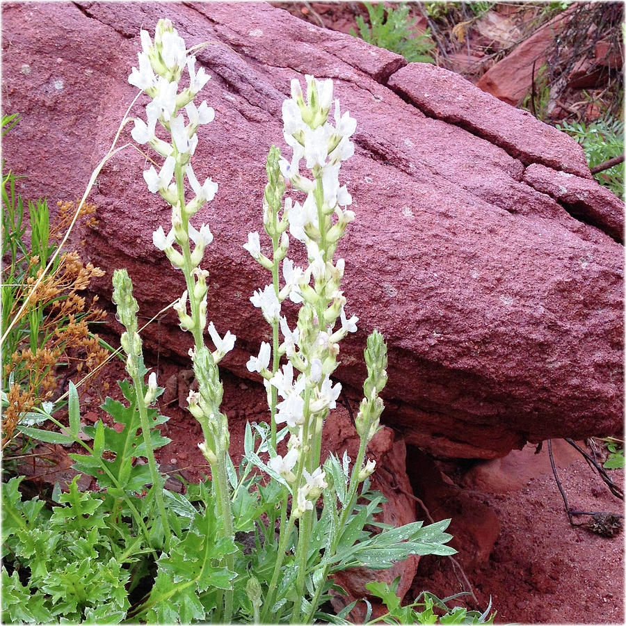 Watercolor Flower, White Locoweed 01, Lyons, Colorado Digital Art by