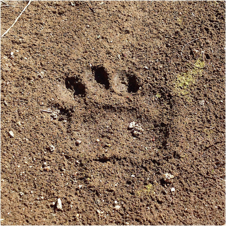 Watercolor Footprints, Bobcat 02, In the Mud Digital Art by Carlson Imagery