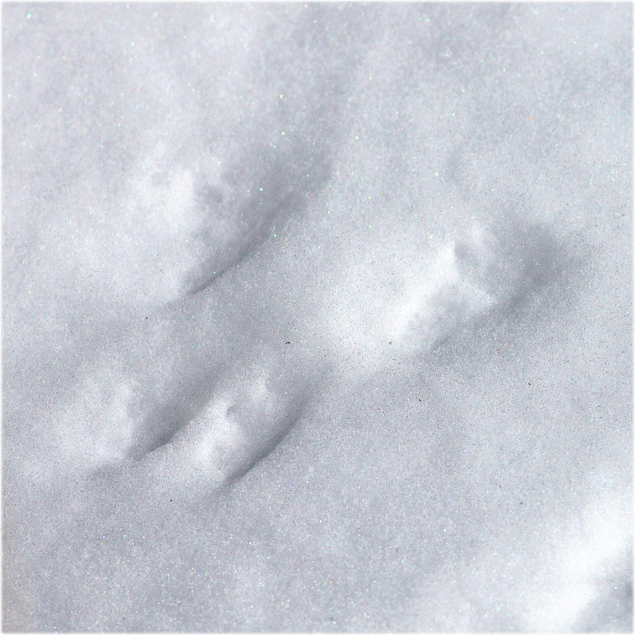 Watercolor Footprints, Rabbit 02, Snowy Hare Tracks Digital Art by ...