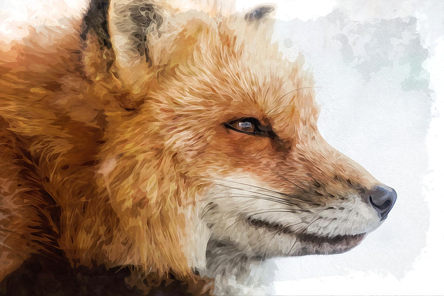 Watercolor Fox Digital Art by Lourenco De Vulcanis - Fine Art America