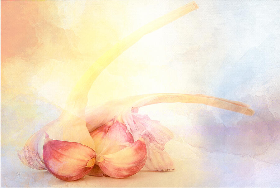 Watercolor Garlic Bulbs-Abstract Food  Mixed Media by Shelli Fitzpatrick