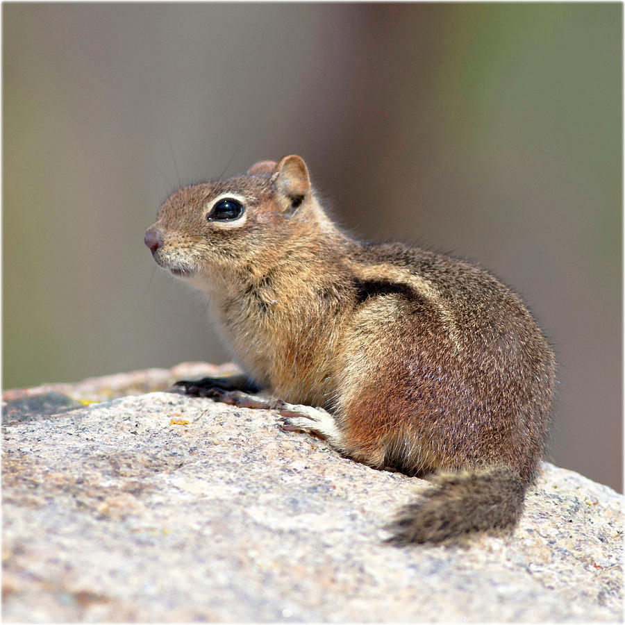 Watercolor Golden-Mantled Ground Squirrel 01, Dunraven Trail, Colorado