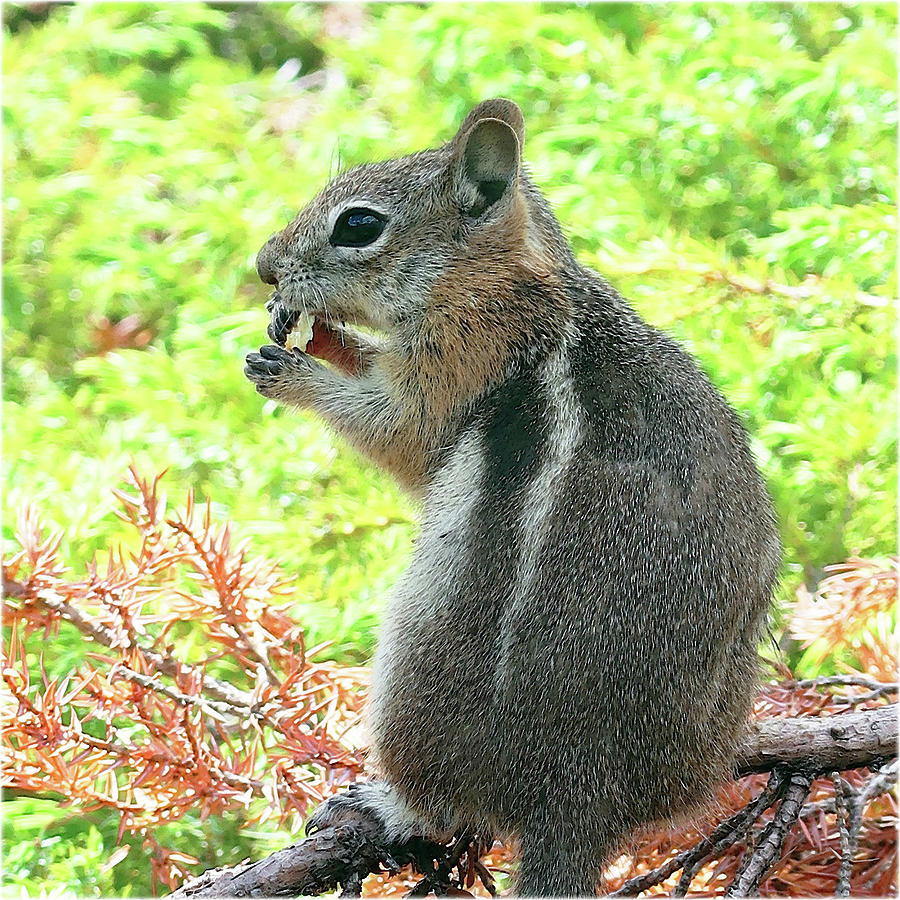 Watercolor Golden-Mantled Ground Squirrel 04, Gem Lake Trail, RMNP