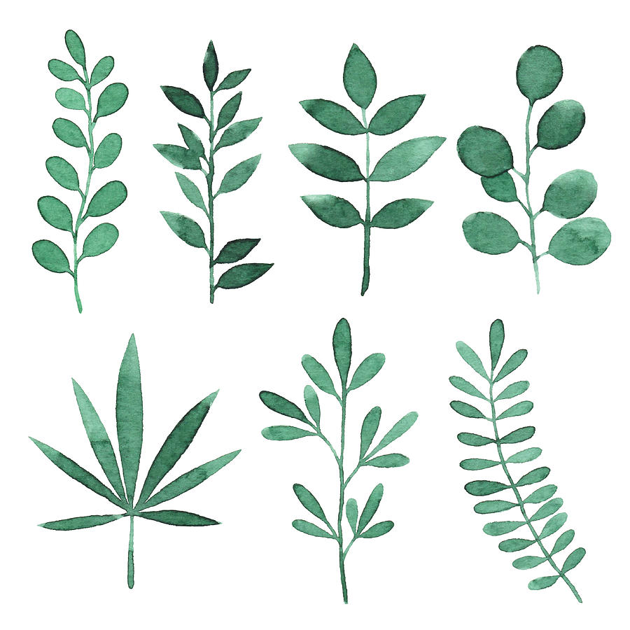 Watercolor Green Branches With Leaves Drawing by Saemilee Watercolor Green Branches With Leaves Drawing by Saemilee