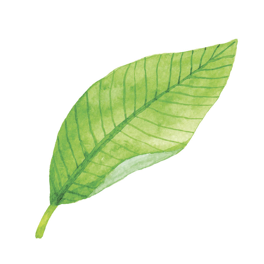 Watercolor Green Leaf Drawing by Saemilee