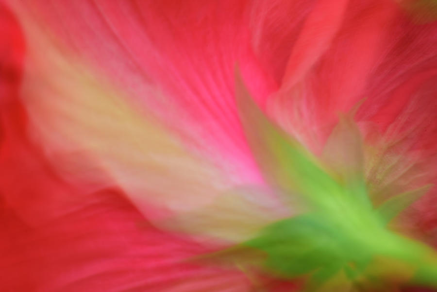 Watercolor Hibiscus Photograph by Carol Eade