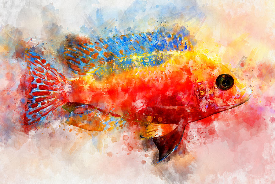 Watercolor illustration of tropic fairy wrasses fish. Digital Art by ...