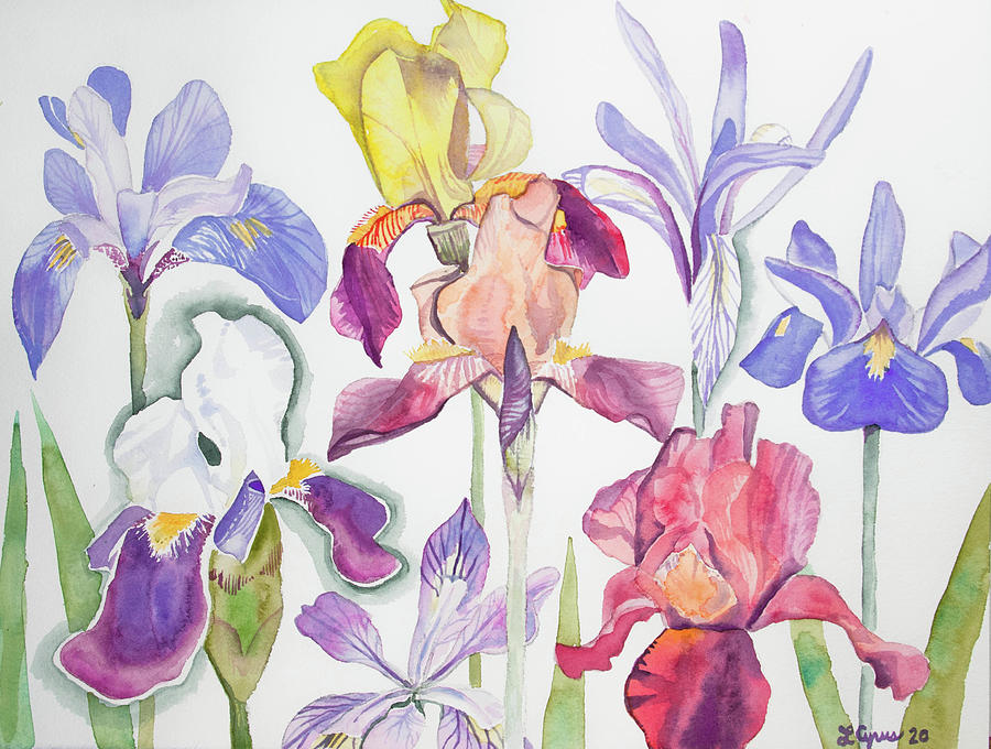 Watercolor - Iris Grouping Painting by Cascade Colors