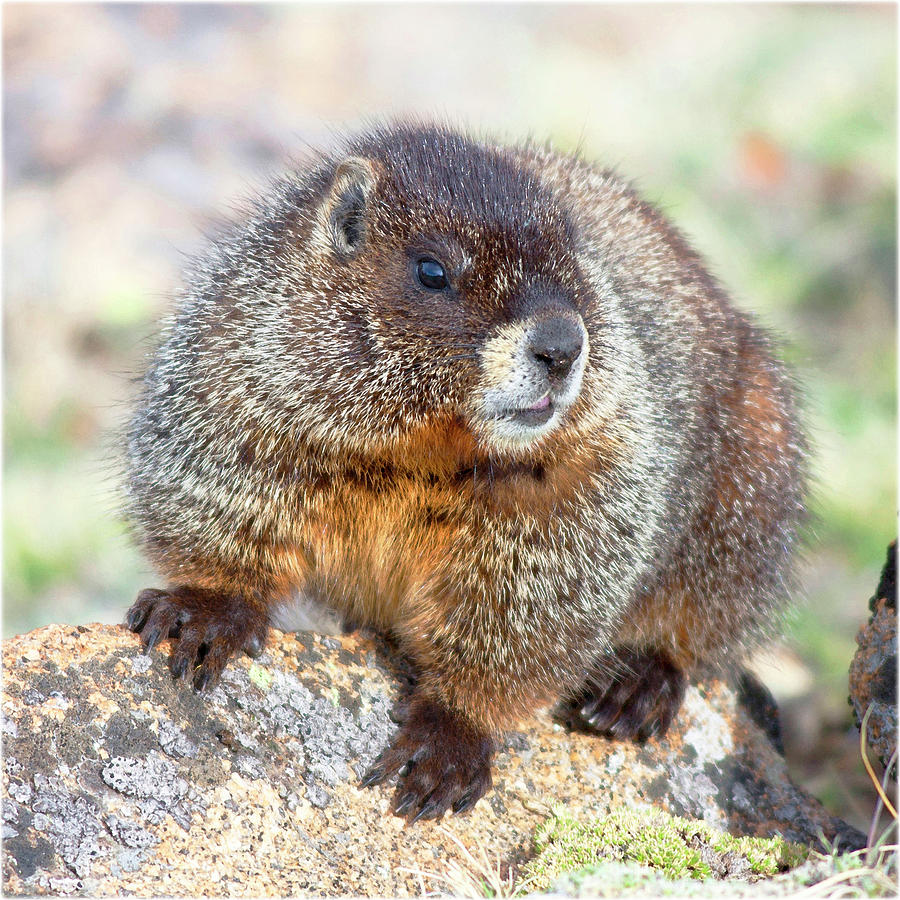 Watercolor Marmot 06, Forest Canyon Tundra, RMNP, Colorado, Rock Top ...