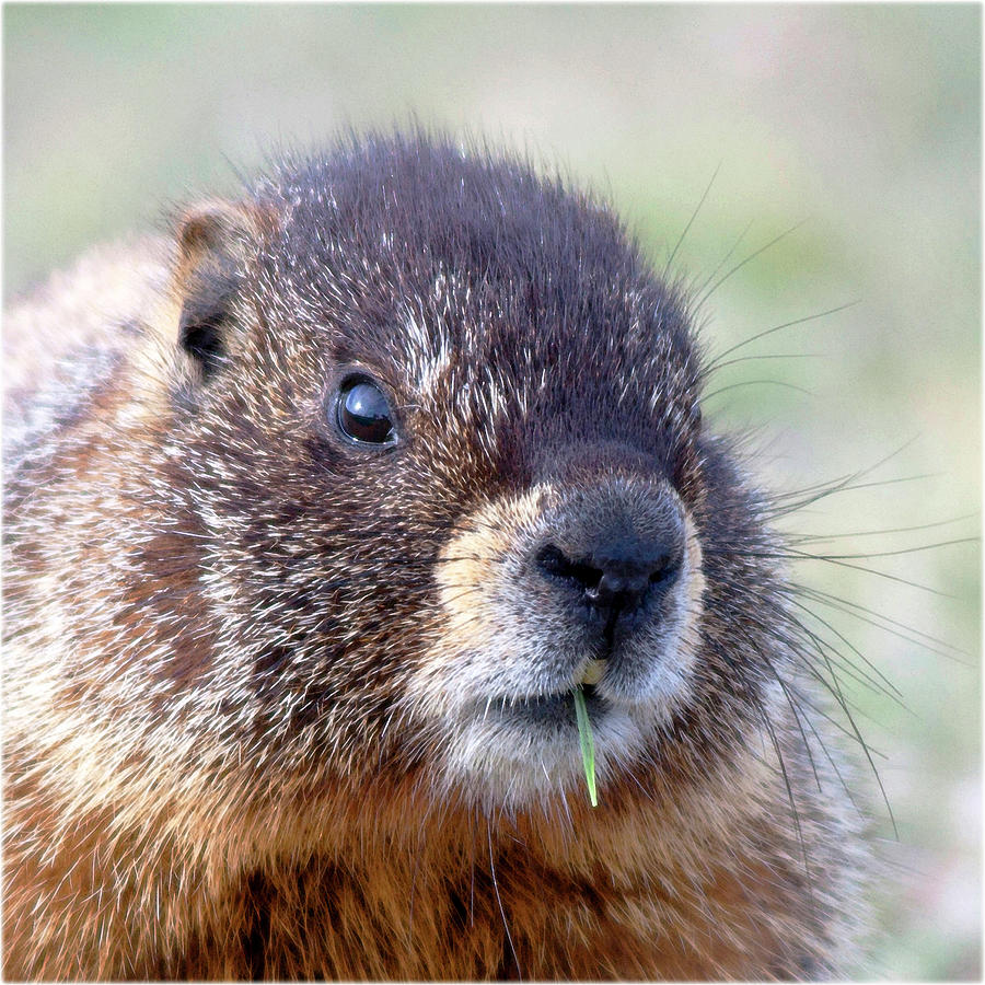 Watercolor Marmot 12, Forest Canyon Tundra, RMNP, Colorado, Just a Wee ...