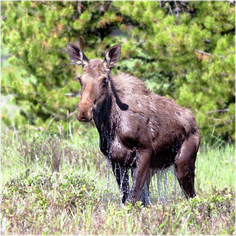 Watercolor Moose Cow 05, Kawuneeche Valley, RMNP, Colorado, Summer Dip ...