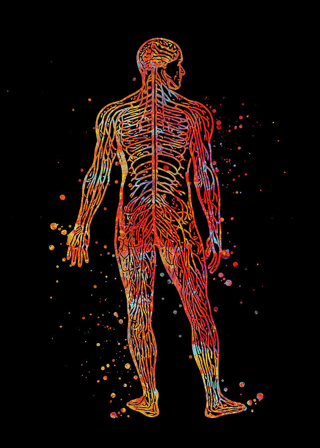 Watercolor Nervous System Watercolor Print Circulatory System Human 