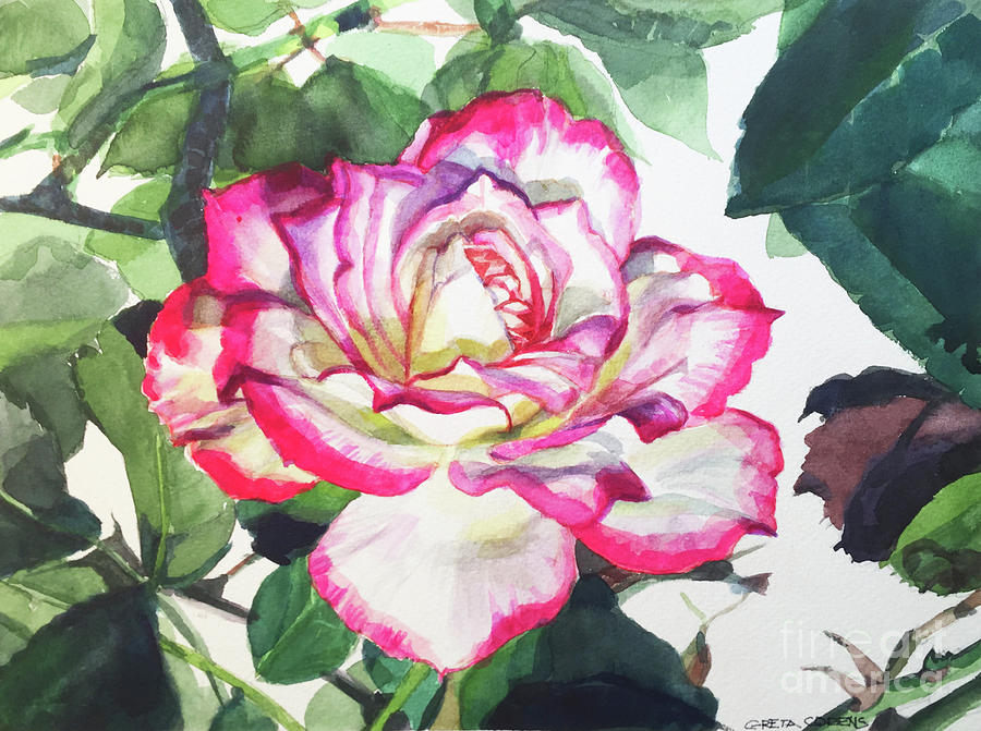 Watercolor of a Single WHite Rose Edged with Red Painting by Greta Corens