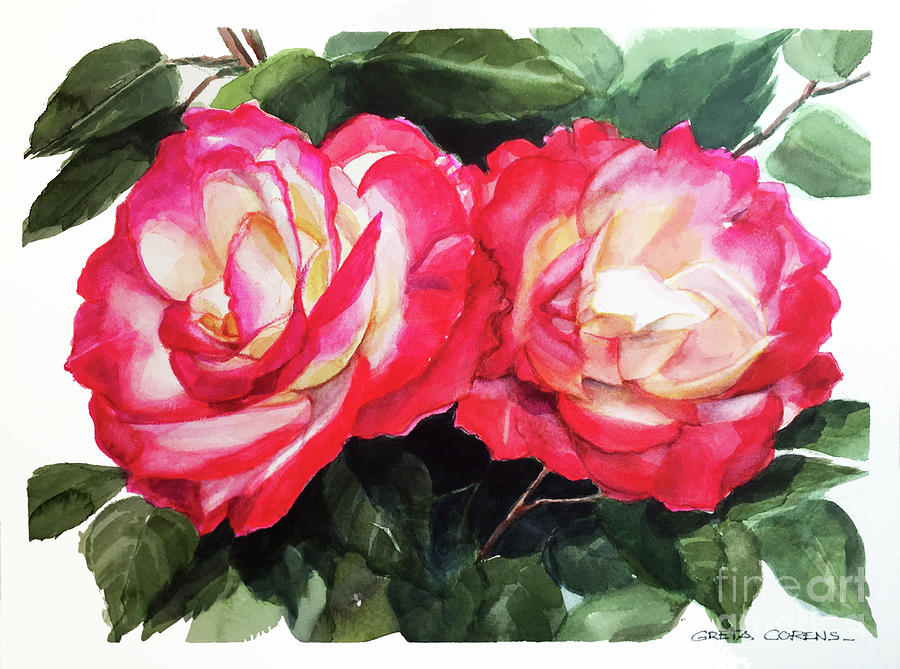 Watercolor of two red-tipped white roses on green leaves Painting by Greta Corens