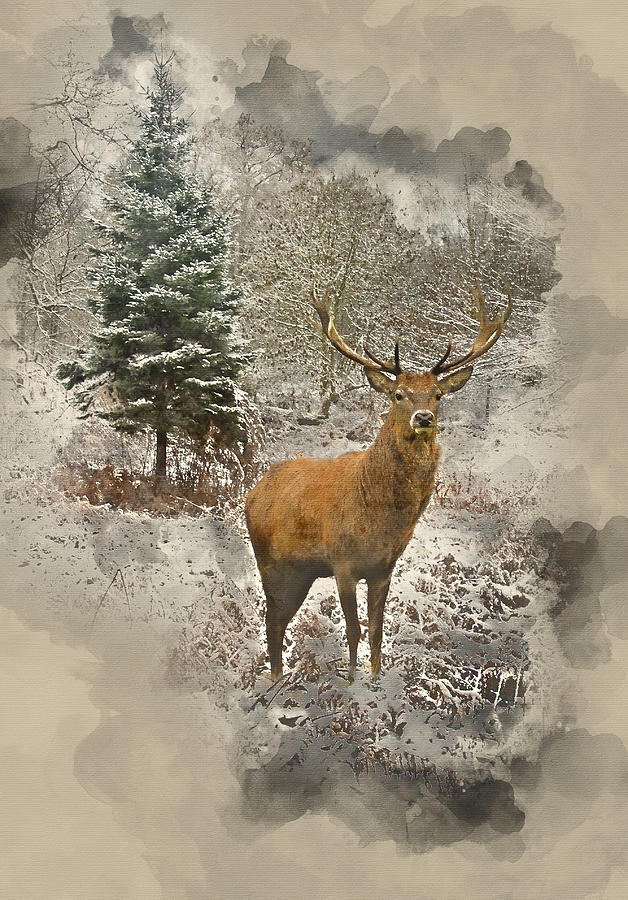 Watercolor Painting Of Beautiful Red Deer Stag In Snow Covered F Digital Art
