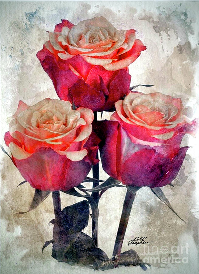 Rose Digital Art - Watercolor Peach Roses by CAC Graphics