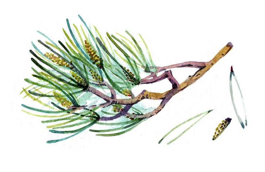 Watercolor Pine Tree Branch Painting Digital Art by Sambel Pedes