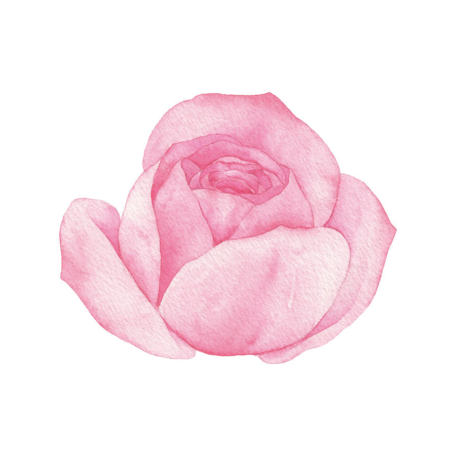 Watercolor Pink Rose Blossom Drawing by Saemilee