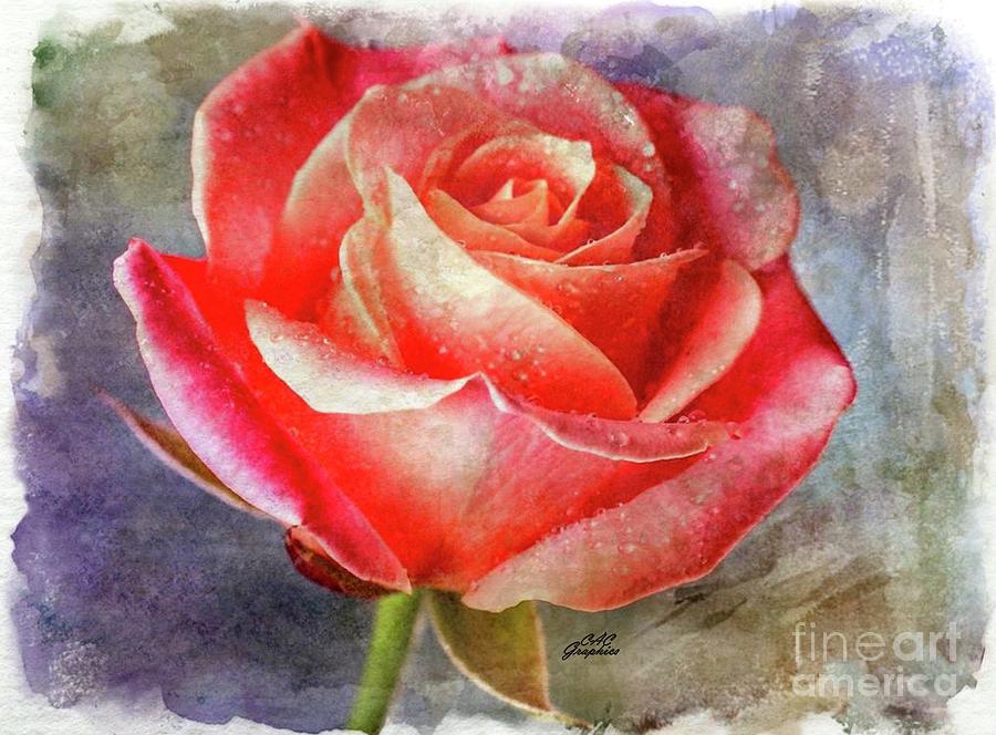 Watercolor Pink Rose Digital Art by CAC Graphics