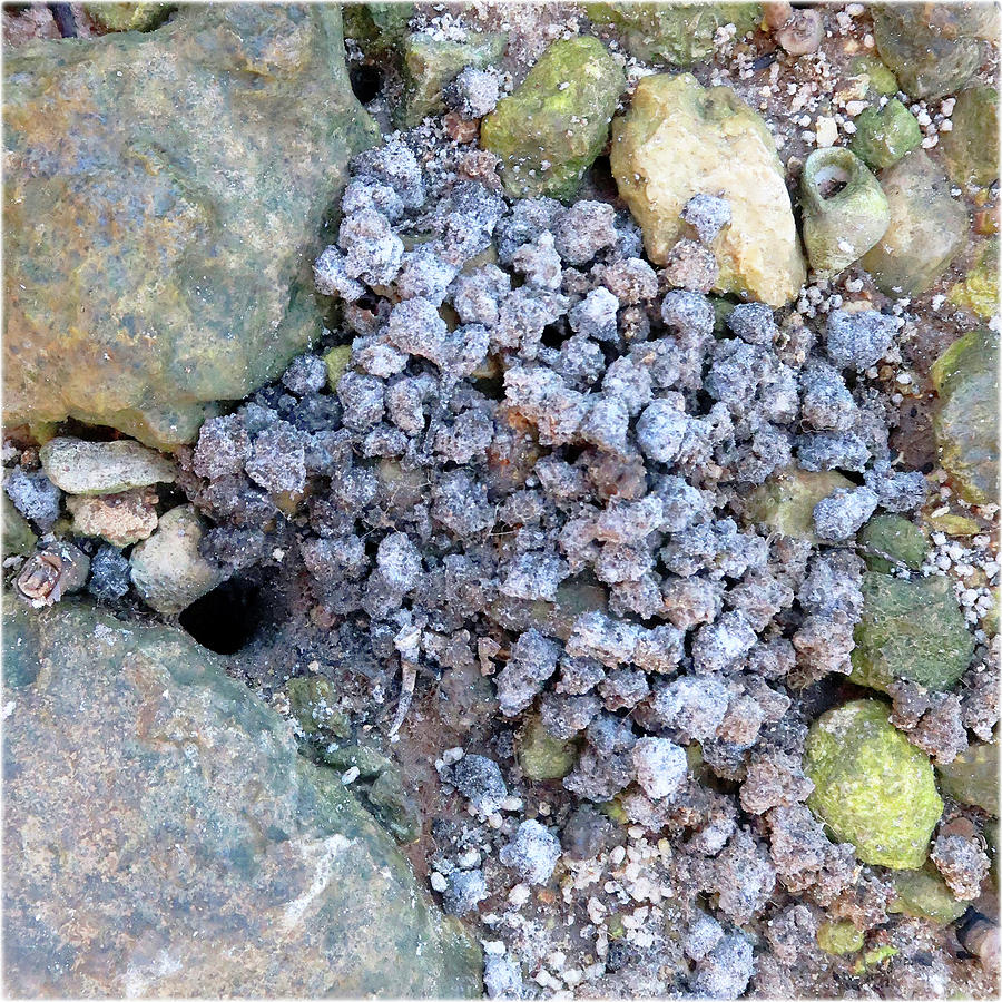 Watercolor Poop, Fiddler Crab 01, Gulf Island Beach, Florida Digital ...