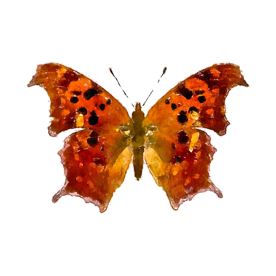 Watercolor Question Mark Watercolor Polygonia interrogationis - Choose a Background Color Painting by Large Wall Art For Living Room