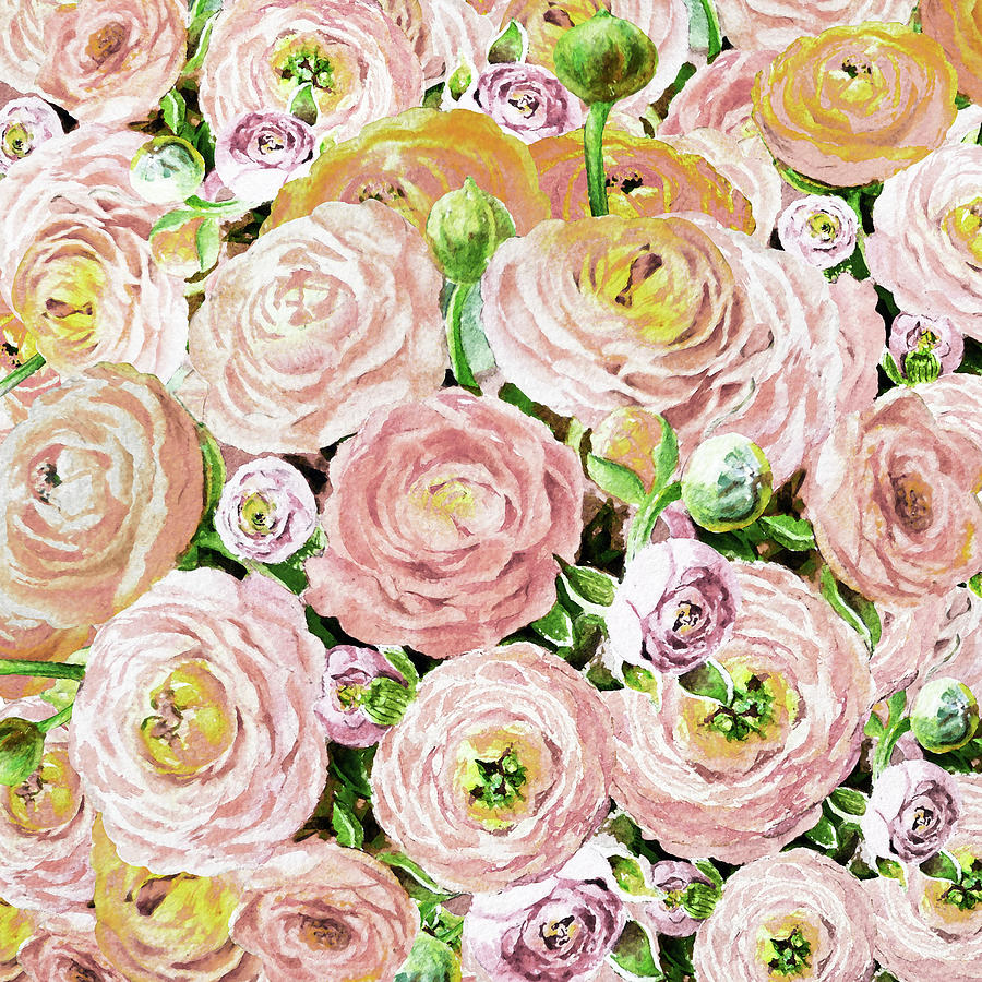 Watercolor Ranunculus Flowers In Soft Cream Pink And Yellow Iv Painting
