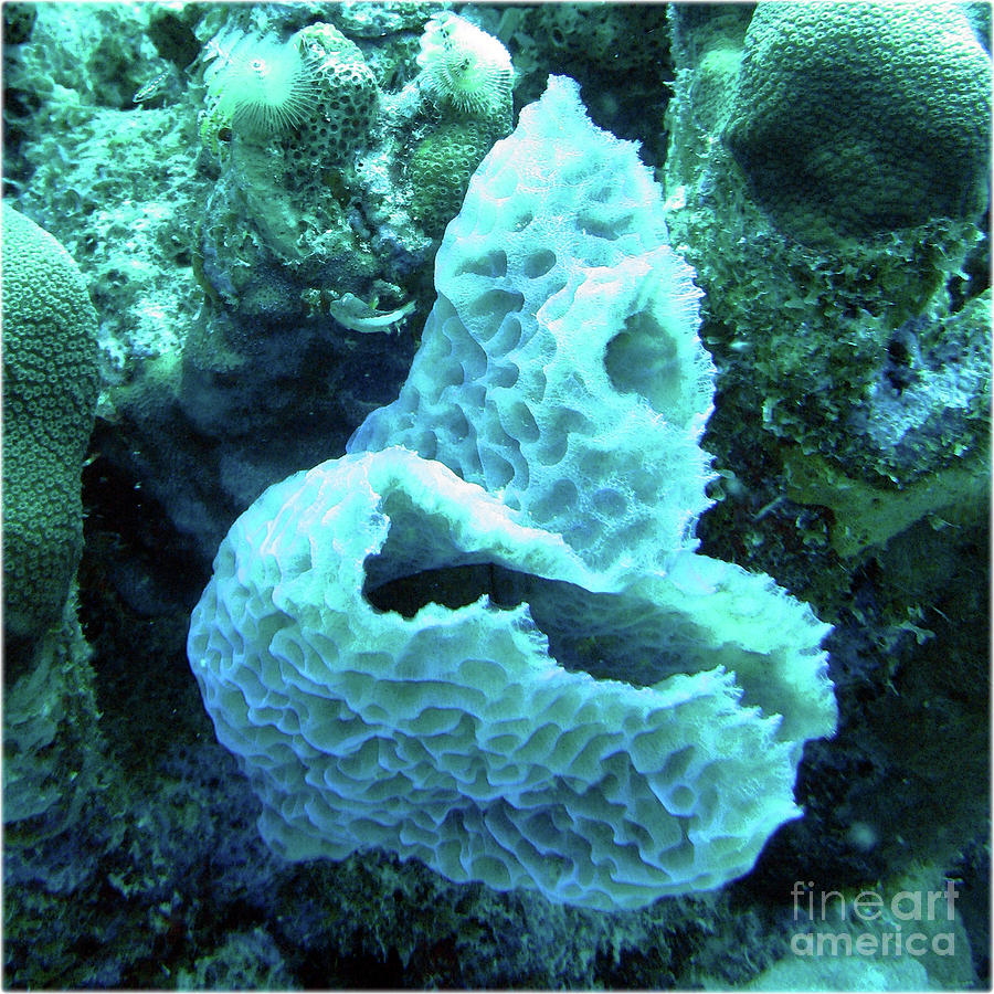 Watercolor Sealife, Azure Vase Sponge 06, Bonaire, Dutch West Indies