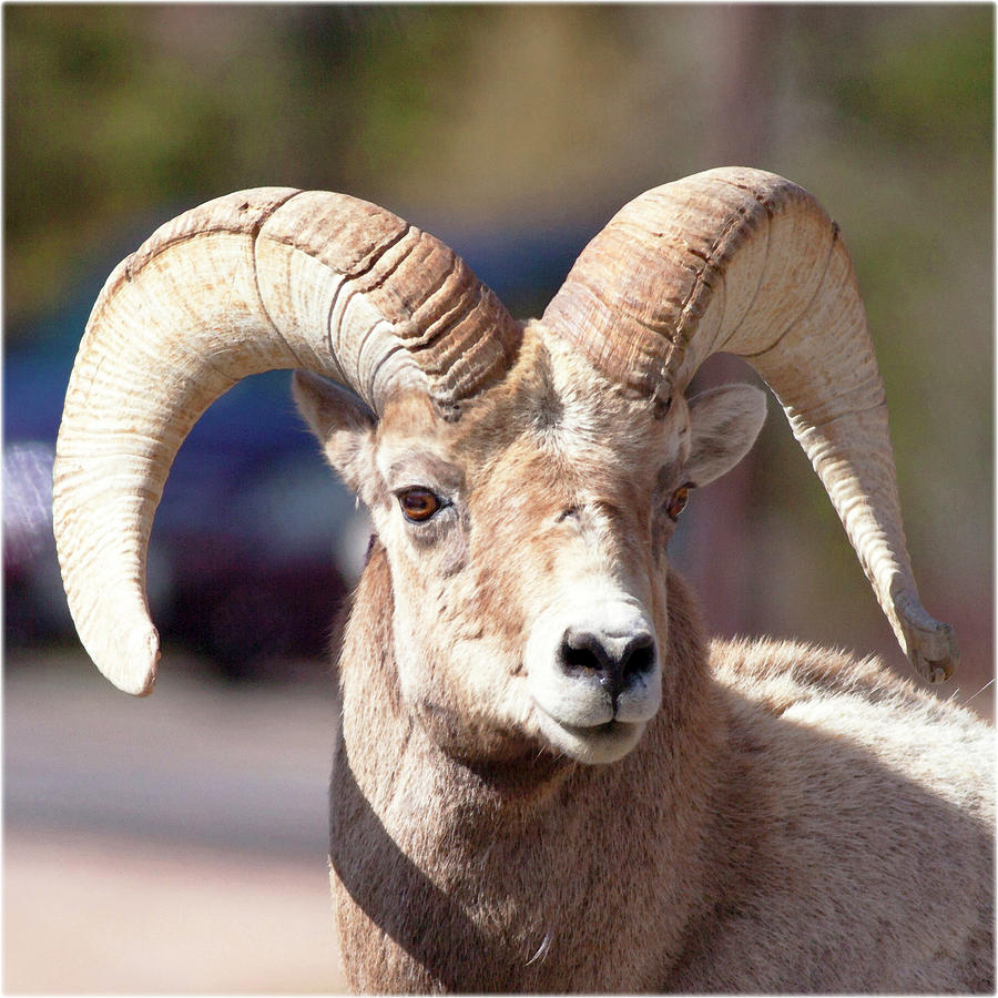 Watercolor Sheep, Bighorn Ram 06, Fall River, RMNP, Colorado, The Dare ...