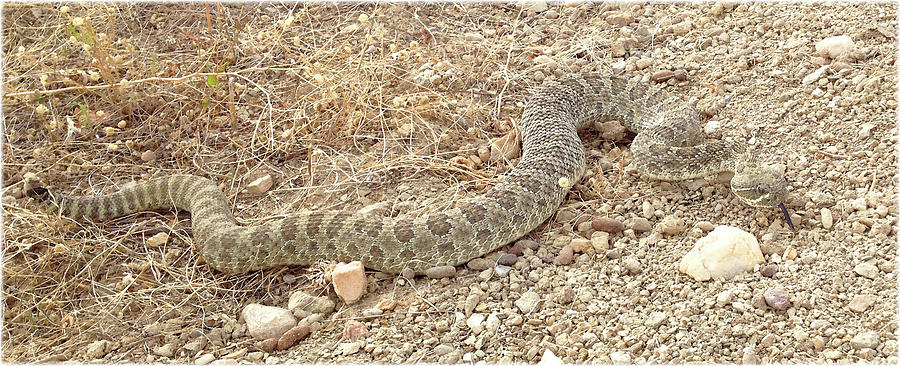 Watercolor Snake, Prarie Rattlesnake 06, Centennial, Colorado ...