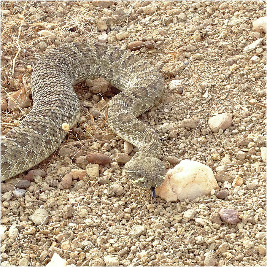 Watercolor Snake, Prarie Rattlesnake 07, Centennial, Colorado Digital ...