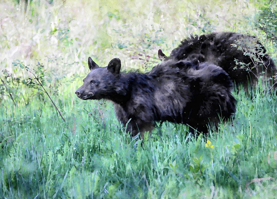 Black Bear Painting - Watercolor Spring Black Bear Cubs by Dan Sproul
