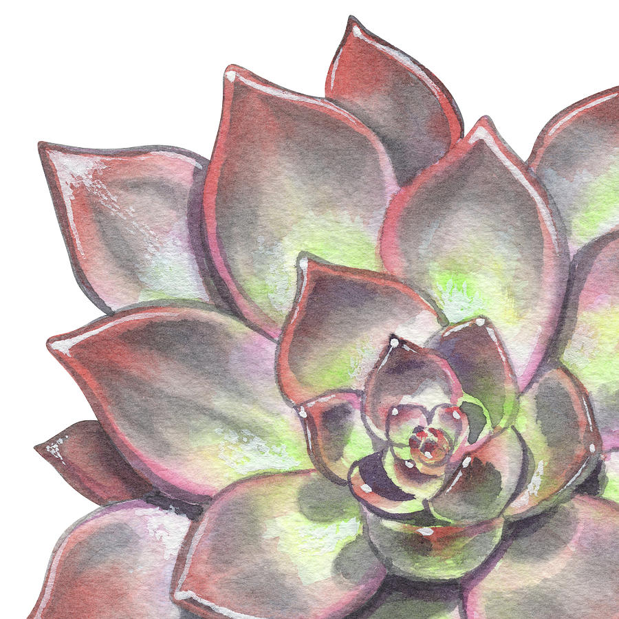 Succulent Painting - Watercolor Succulent Plant Desert Floral Beauty VI by Irina Sztukowski