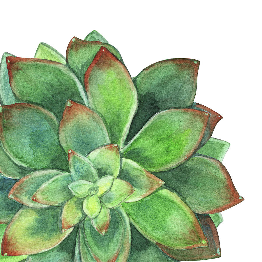 Watercolor Succulent Plant Desert Floral Beauty VII Painting by Irina Sztukowski