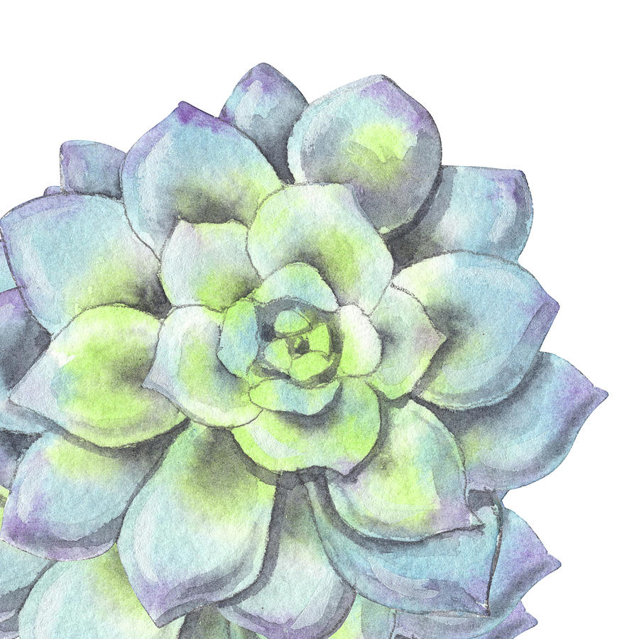 Succulent Painting - Watercolor Succulent Plant Desert Floral Beauty VIII by Irina Sztukowski