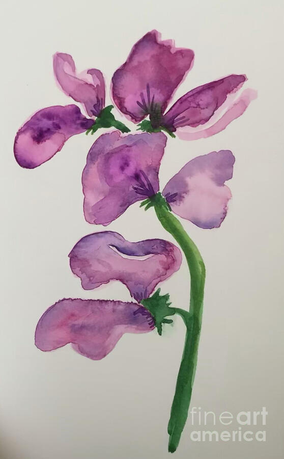 Watercolor Sweet Pea Painting by Gina Vaccaro - Fine Art America