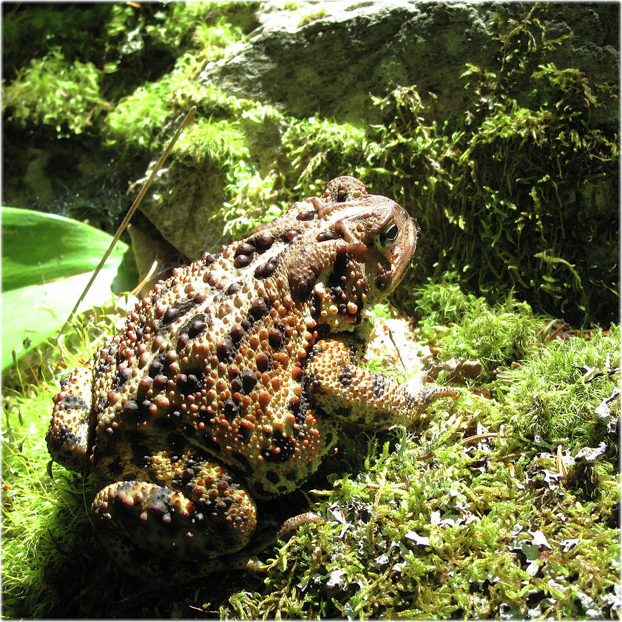 Watercolor Toad, Eastern American Toad 01, Cape Breton, Nova Scotia ...