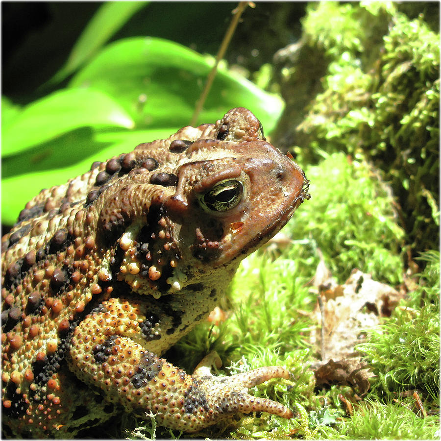 Watercolor Toad, Eastern American Toad 02, Cape Breton, Nova Scotia ...