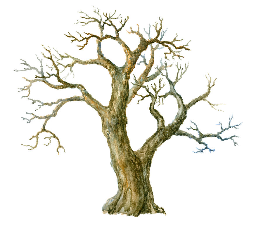 Watercolor tree Drawing by Pobytov