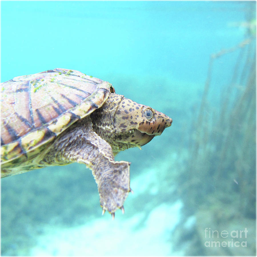 Watercolor Turtle Loggerhead Musk Turtle 01 Rainbow Springs Florida Digital Art By Carlson 5274