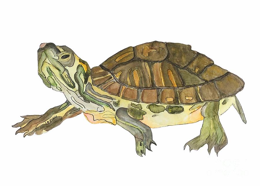 Watercolor Turtle Painting by Lynda Evans
