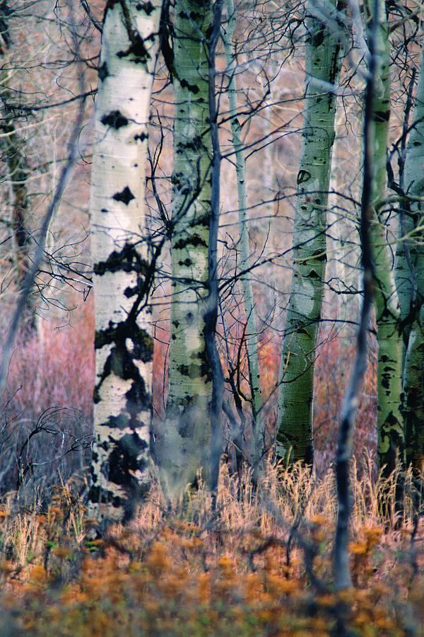 Watercolor Woods, Oxbow Bend, Wyoming Photograph by Bonnie Colgan