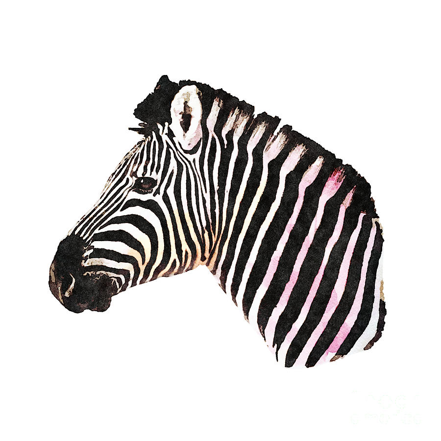 Watercolor Zebra Digital Art by Beltschazar - Pixels