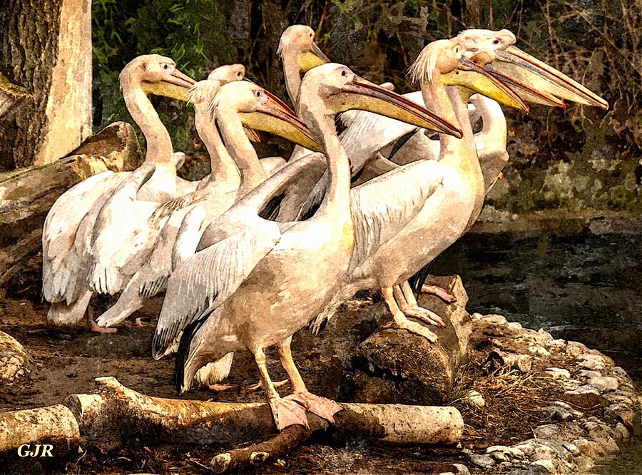 Watercolorcalia Catus 2 No. 2 - Pelicans L A S Digital Art by Gert J Rheeders