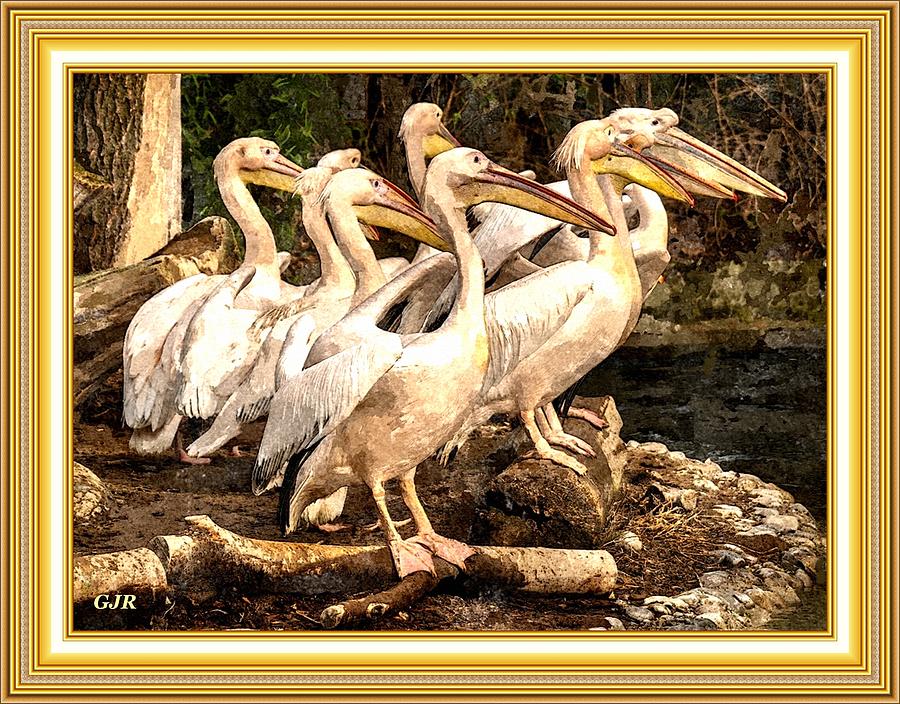 Watercolorcalia Catus 2 No. 2 - Pelicans L A S With Digital Printed Frame Digital Art by Gert J Rheeders