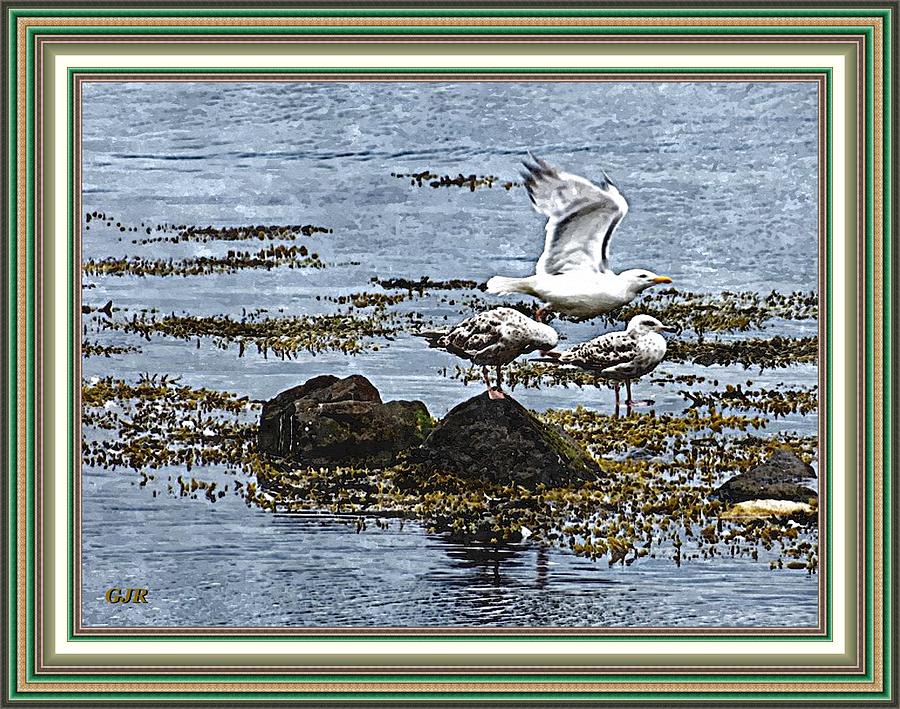 Watercolorcalia Catus 2 No. 3 - Water Birds At Gullviewhurst L A S With Digital Printed Frame. Digital Art by Gert J Rheeders