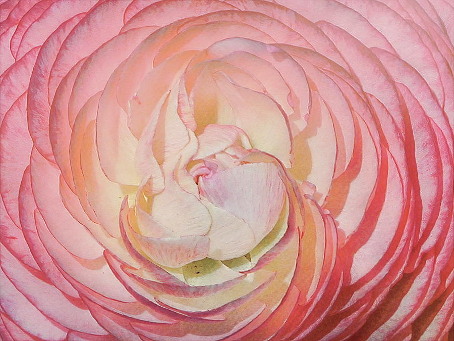 Watercolored Lady - Painted Ranunculus  Photograph by Rebecca Herranen