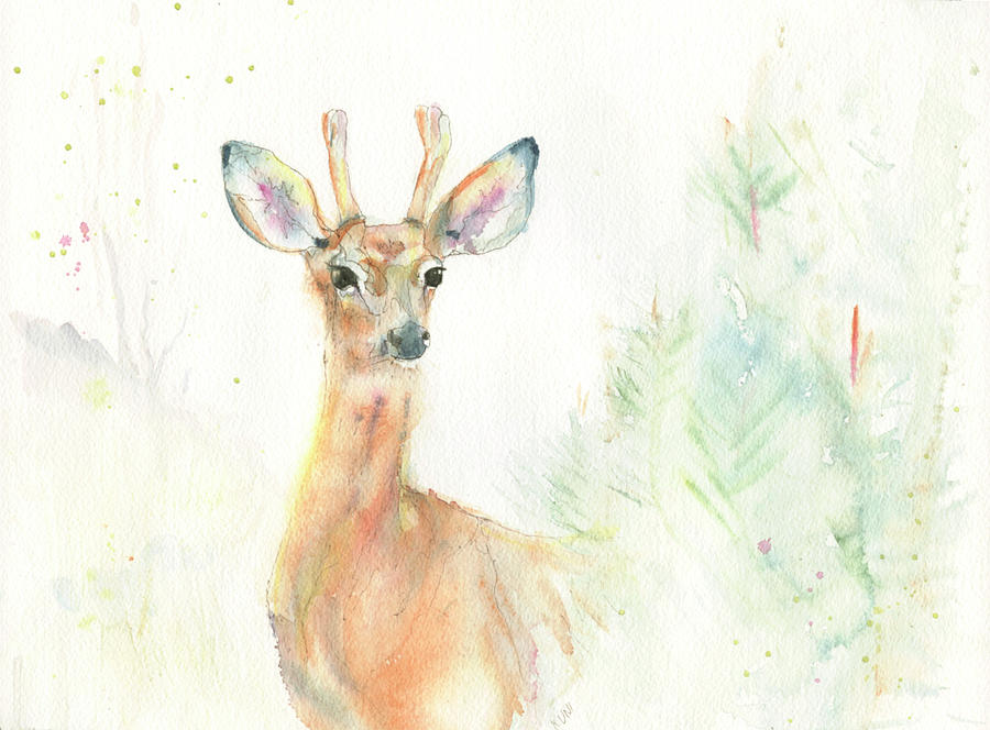 Deer Photograph - Watercolour Mule Deer In Velvet by Phil And Karen Rispin