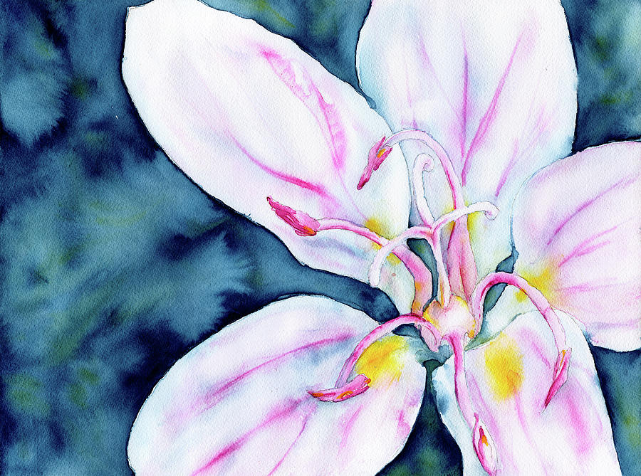 Spring Photograph - Watercolour of a spring beauty flower by Phil And Karen Rispin