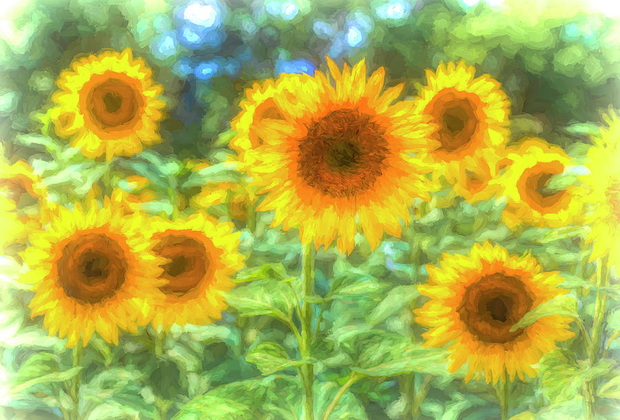 Watercolour Sunflowers Photograph